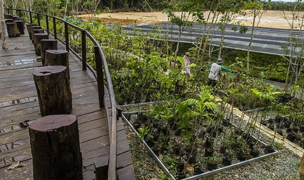 Pemerintah Siapkan 15 hingga 25 Juta Bibit Pohon, Wujudkan Reforestasi Ramah Lingkungan di IKN