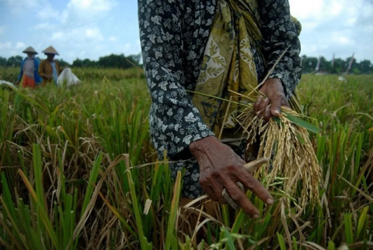 Produksi Beras di Daerah Lain 'Nelongso', di Kabupaten Sidrap Sulsel Surplus 261 Ribu Ton