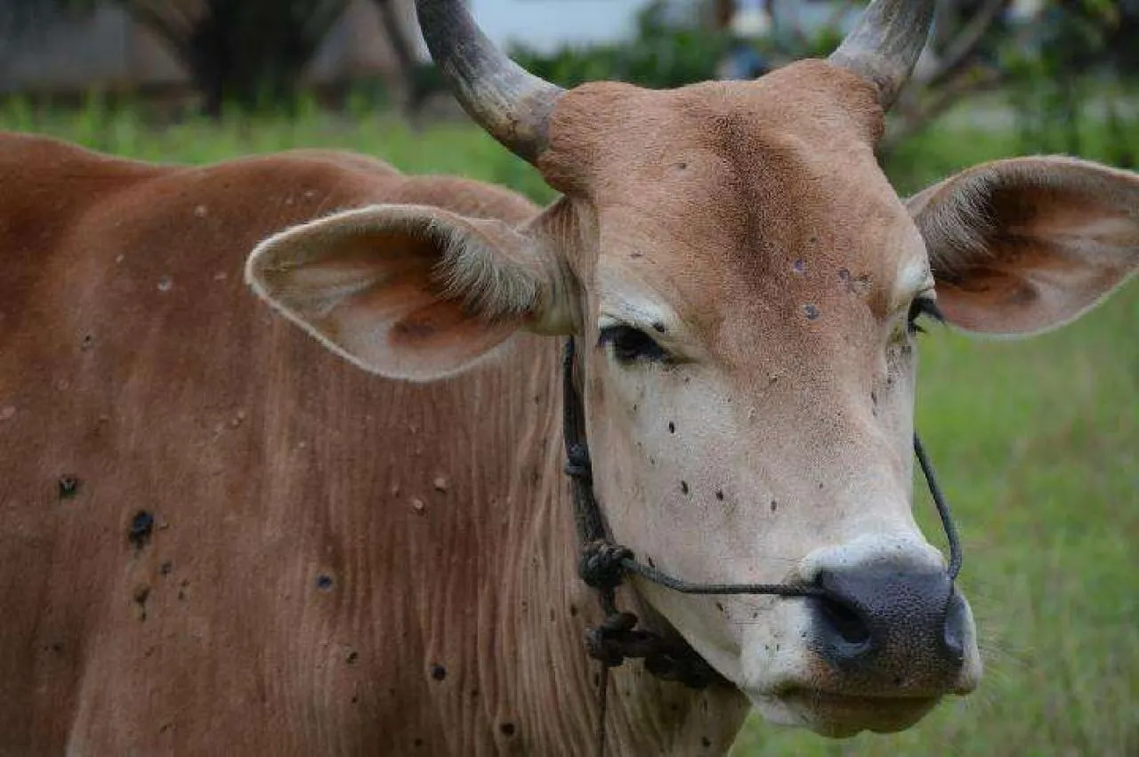 36 Sapi di Sampang Terinfeksi LSD