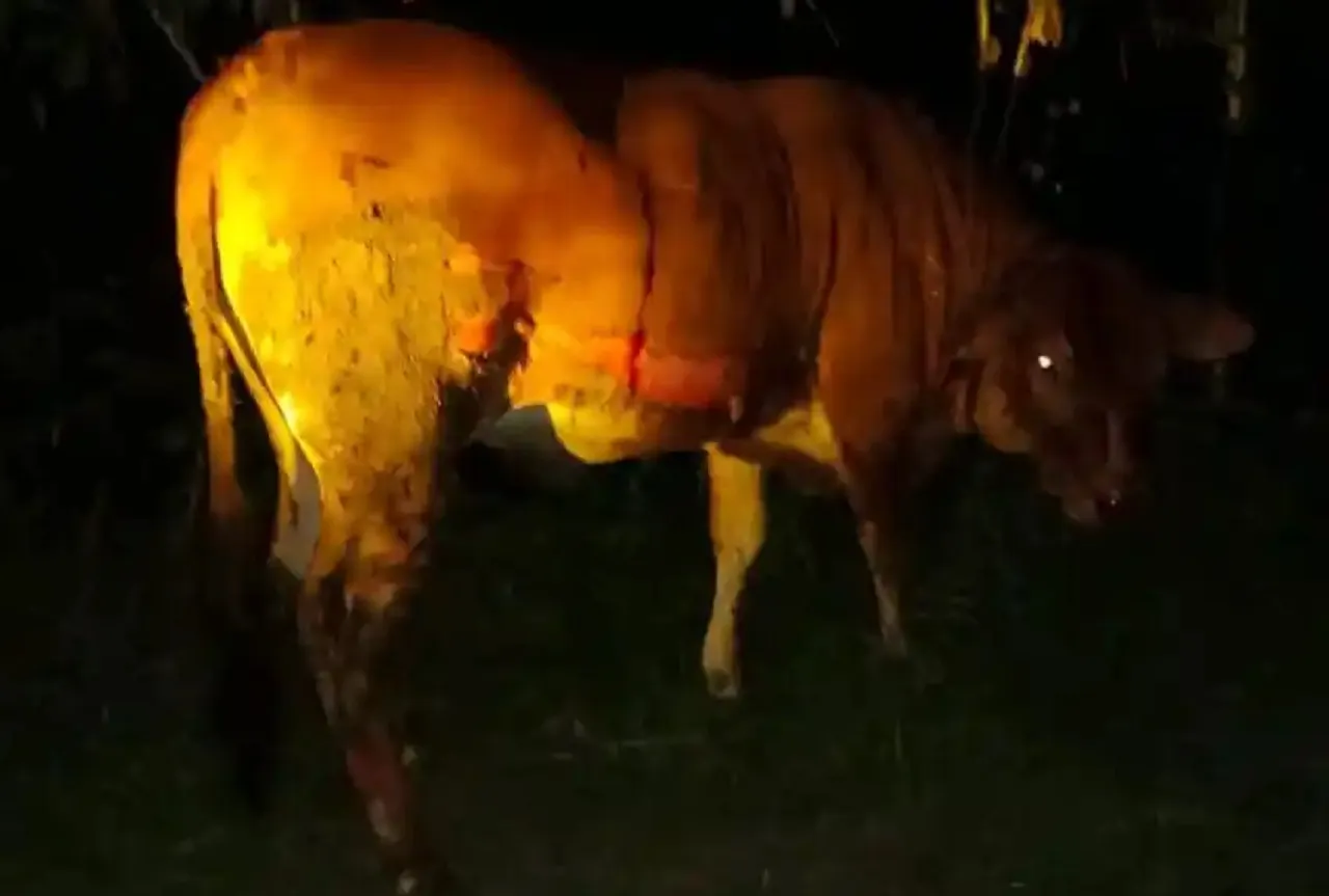 Ditinggal Shalat Tarawih, Kandang Sapi di Tuban Hangus Terbakar Gegara Bediang