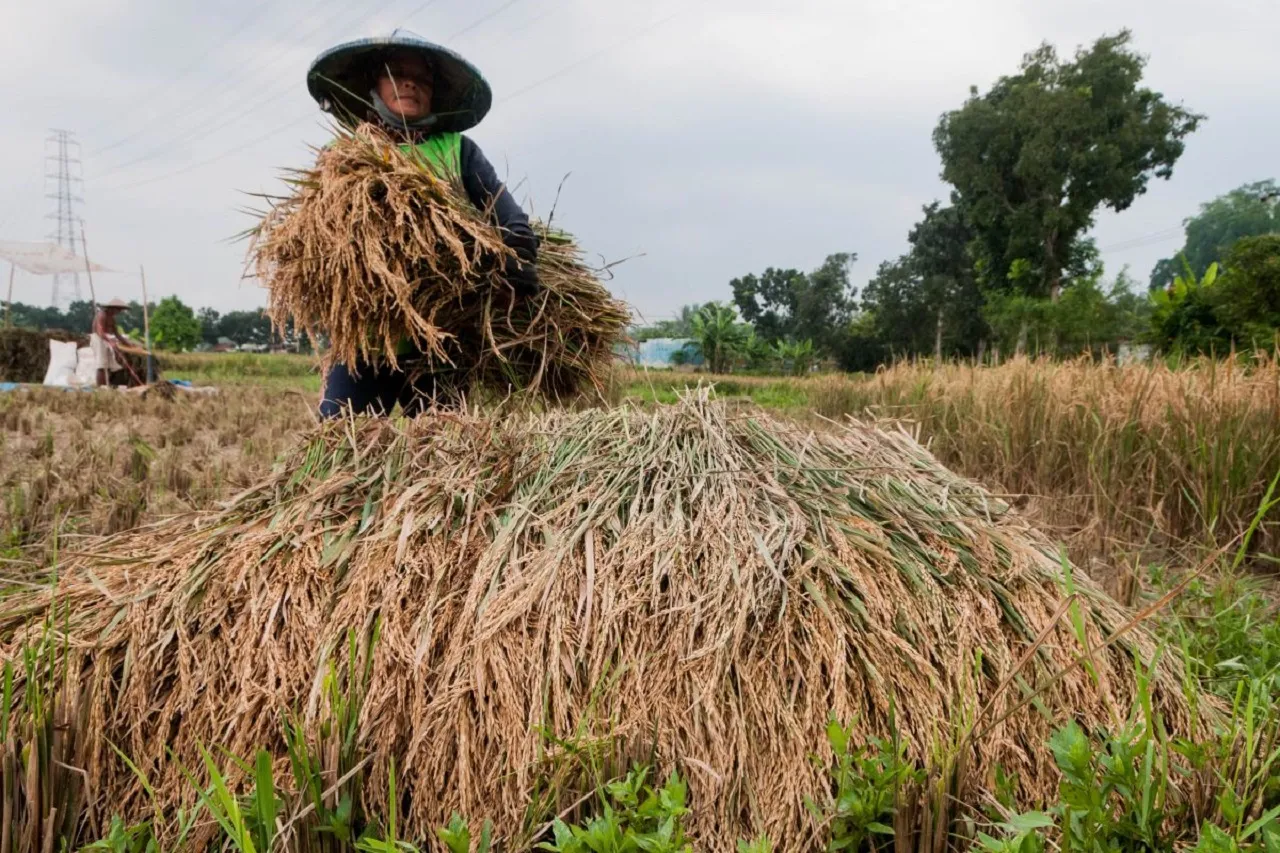 Panen Raya, Bapanas: Harga Gabah Kering Mulai Stabil, Turun Rp 6.820/ Kg