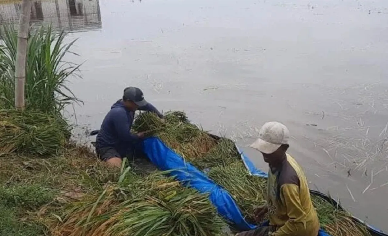 Terendam Banjir Sungai Bengawan Solo, Petani di Tuban Terpaksa Panen Lebih Awal