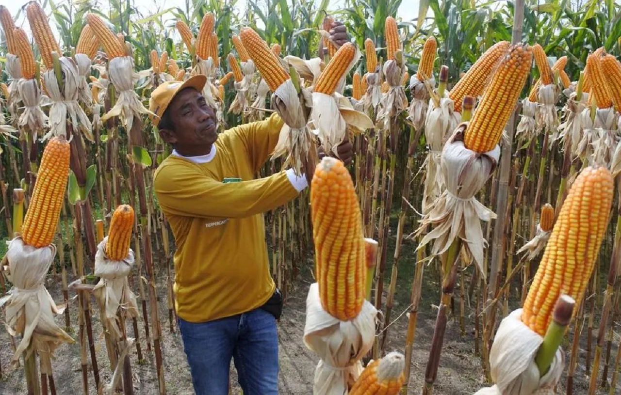 Jaga Harga di Tingkat Petani Tak Anjlok, Bapanas Mulai ‘Stop’ Impor Jagung