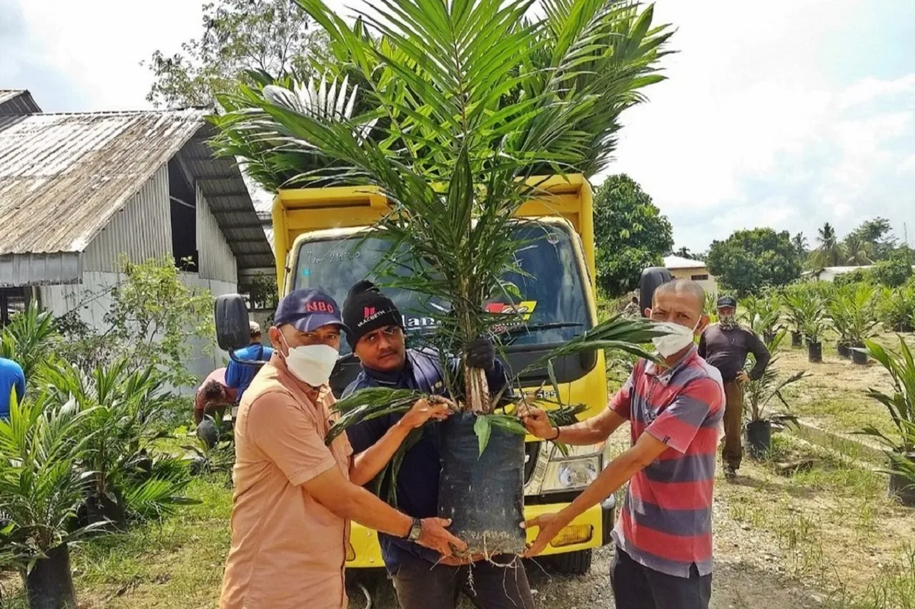 Dana Bantuan Peremajaan Sawit Rakyat Naik Jadi Rp 60 Juta per Hektar, Jokowi: Dimulai Mei 2024