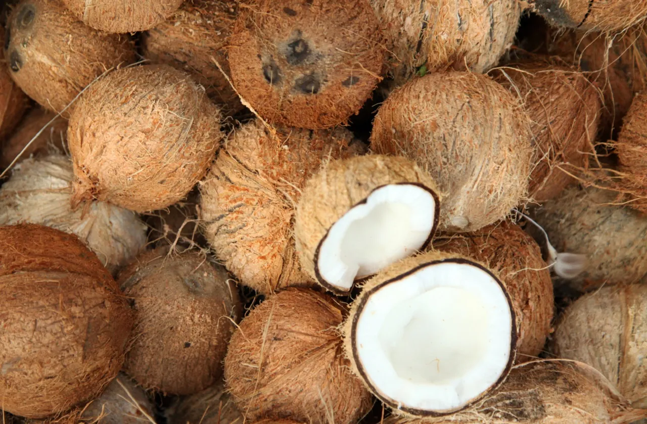 Pemerintah Bakal Produksi Bioavtur Pakai Komoditas Buah Kelapa