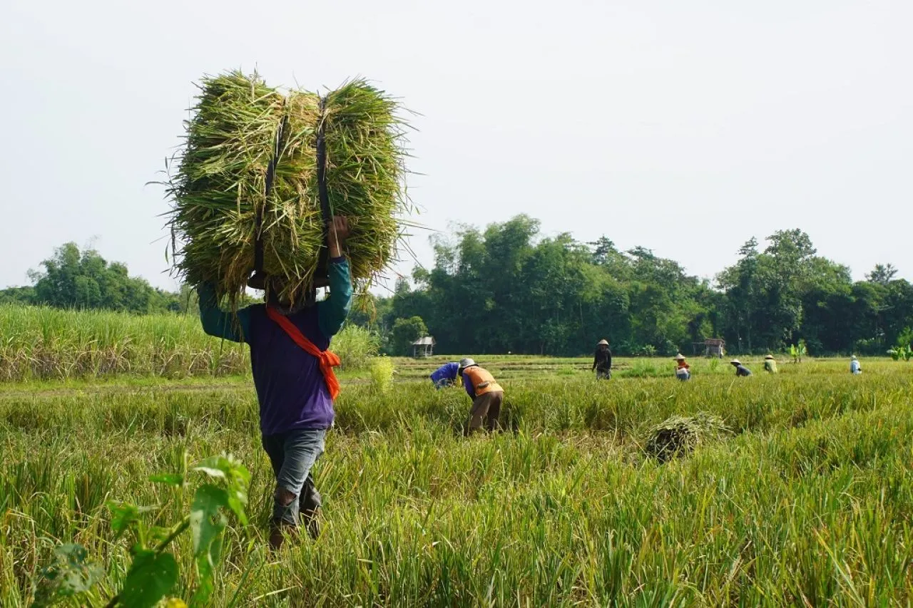 Melalui Program DITO, Produktivitas Padi di Kabupaten Kediri Terus Merangkak Naik