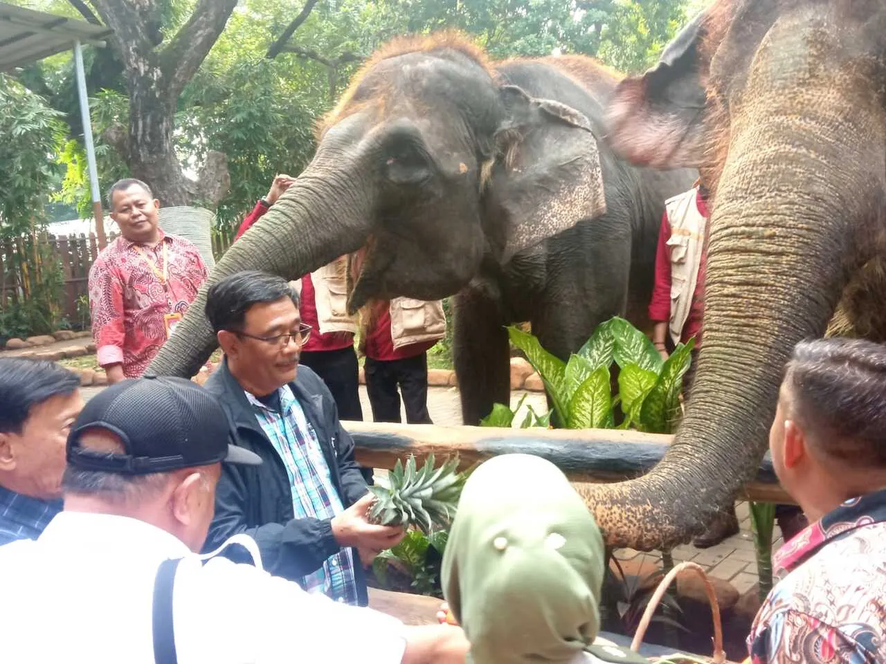 KBS Kedatangan Satwa Baru, Siap Sambut Pengunjung di Libur Lebaran