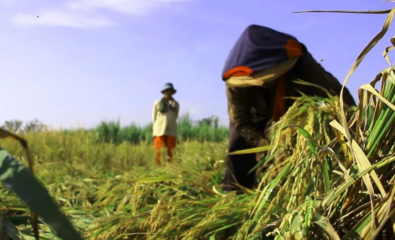 Tiga Daerah di Jatim Masuki Tahap Panen Raya