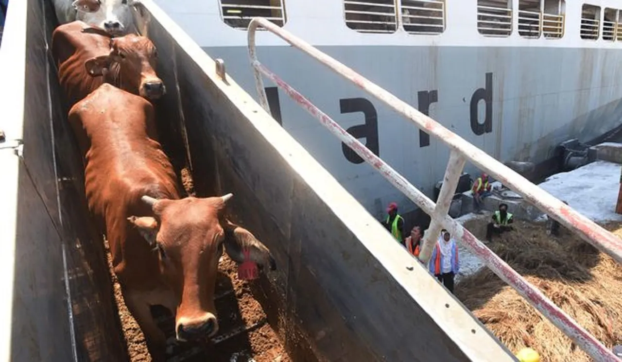 151 Sapi Impor Australia Mati saat Perjalanan ke RI, Bapanas: Pasokan Masih Aman