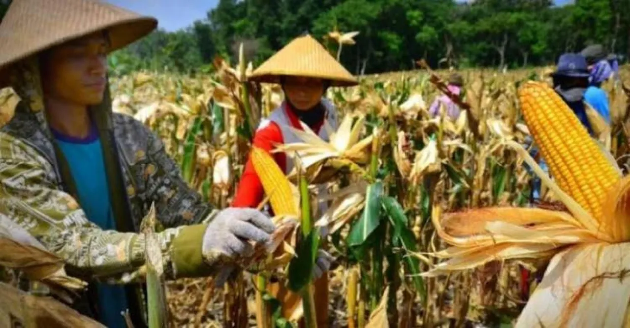 Pemerintah Siapkan Langkah Dongkrak Harga Jagung