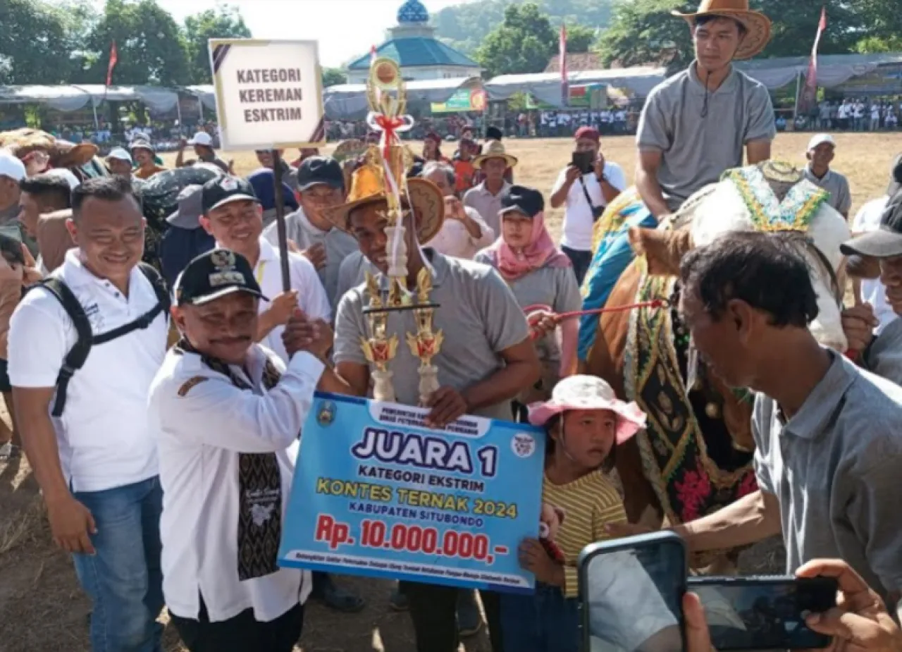 Tingkatkan Harga Jual Sapi dan Domba