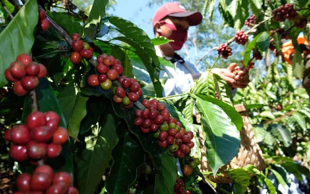 Potensi Tingginya Nilai Jual Kopi Produksi Jember, Picu ‘Multiplier Effect’