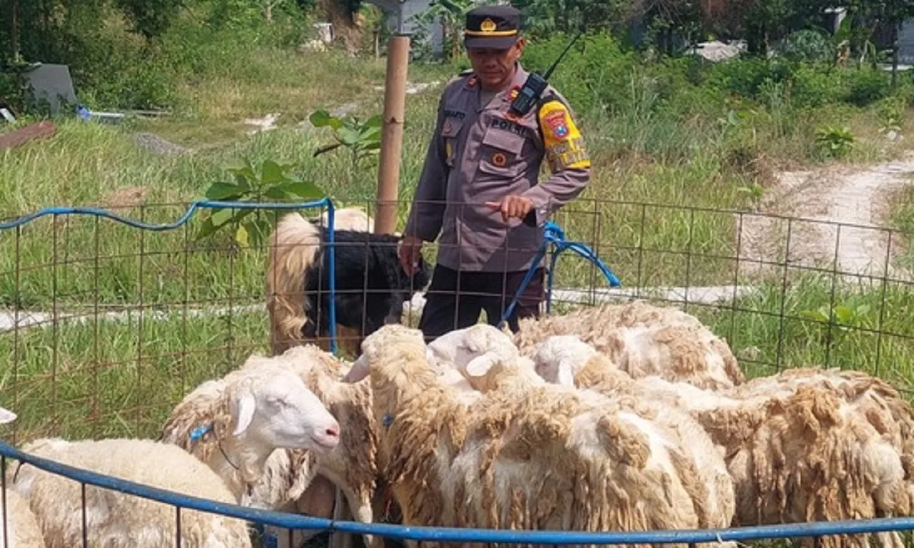 Tak Gengsi, Polisi di Gresik Kebanjiran Order Kambing Jelang Idul Adha