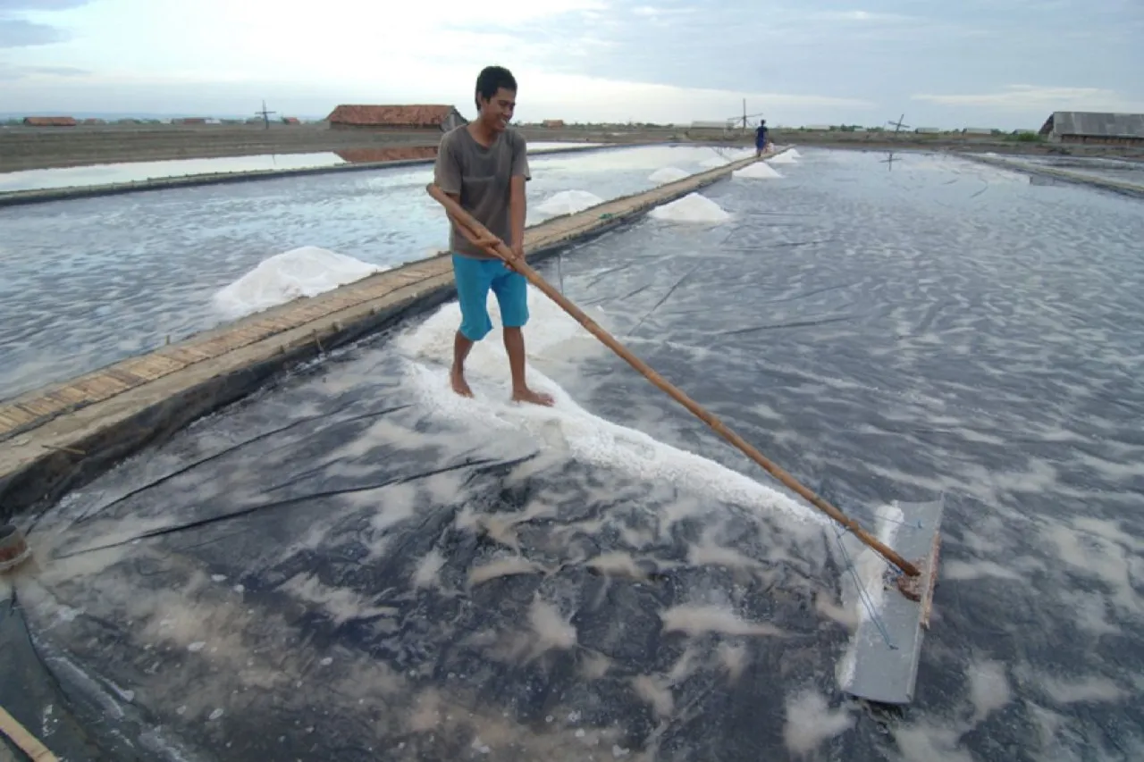 Harga Sempat Anjlok, Petani Garam di Sampang Siap Produksi Lebih Awal