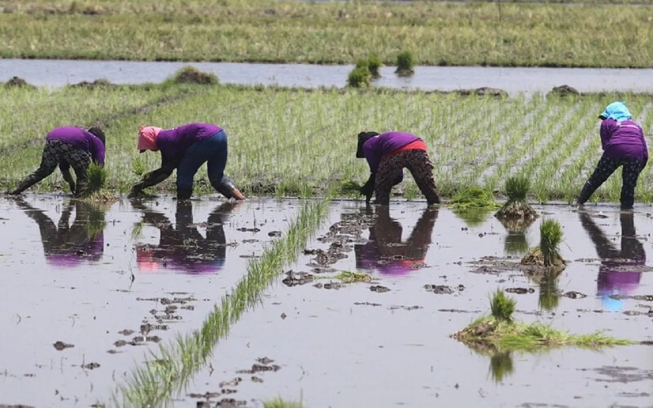 Petani Padi Was-was, Harga Pupuk Mahal Ditambah Ancaman La Nina