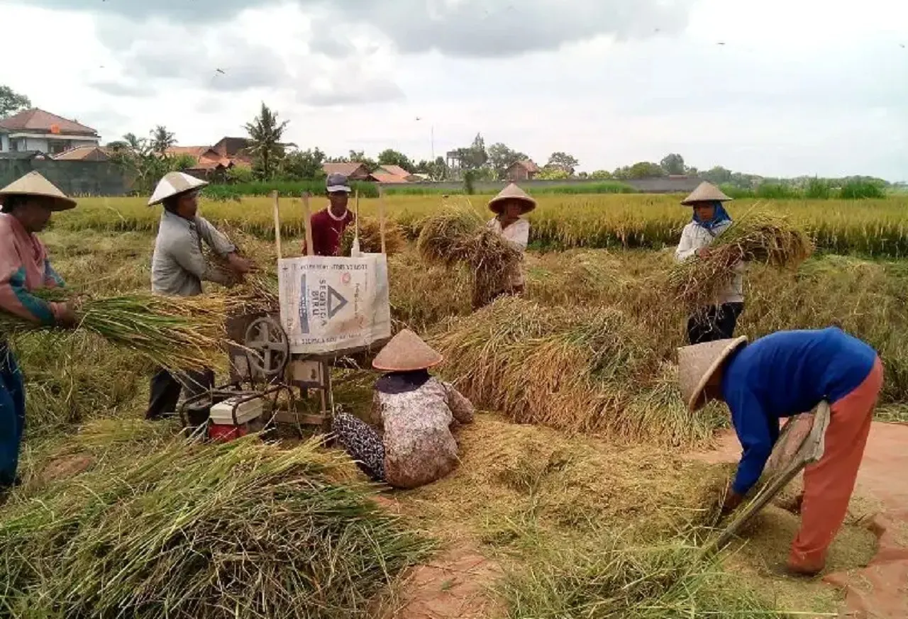 Produktivitas Padi Meningkat, Ponorogo Jadi Lumbung Pangan Terbesar di Jatim