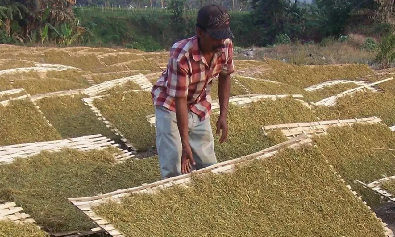 Potensi Tembakau di Ngawi Menggiurkan, Pemkab Gelontor DBHCHT Rp 1 Miliar