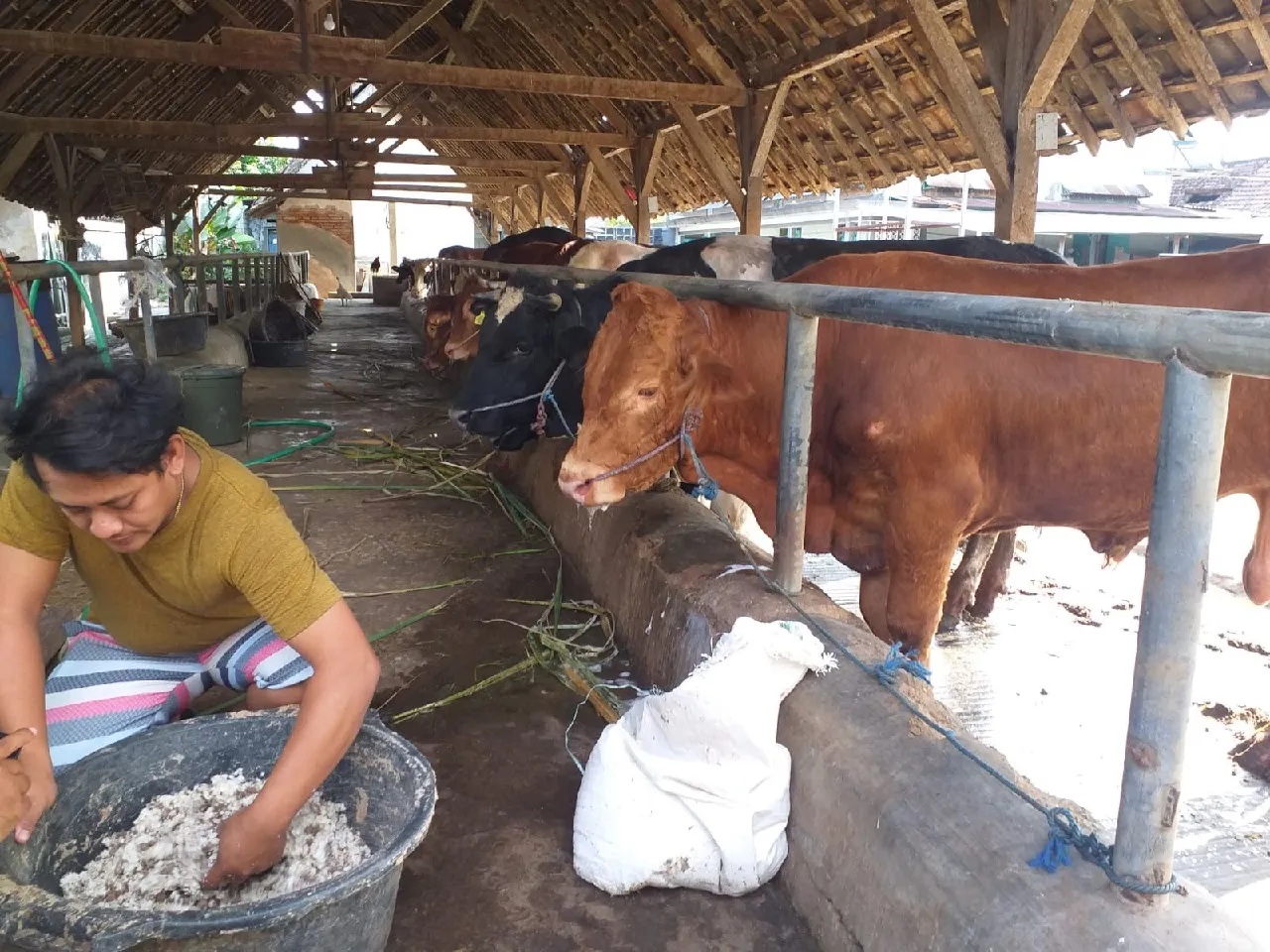 Sapi Limosin di Jombang, Primadona Musim Kurban yang Laris Manis Terjual