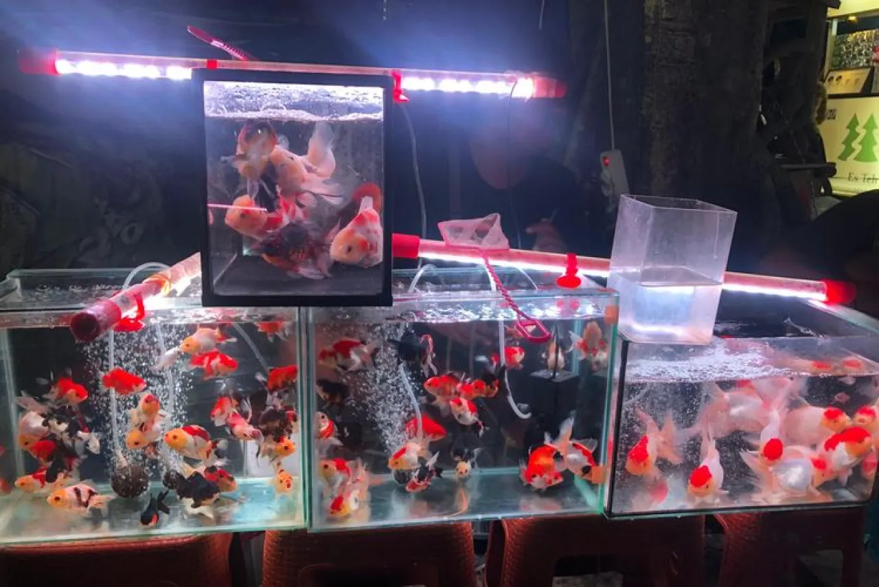 Indonesia Eksportir Ikan Hias Terbesar Kedua di Dunia