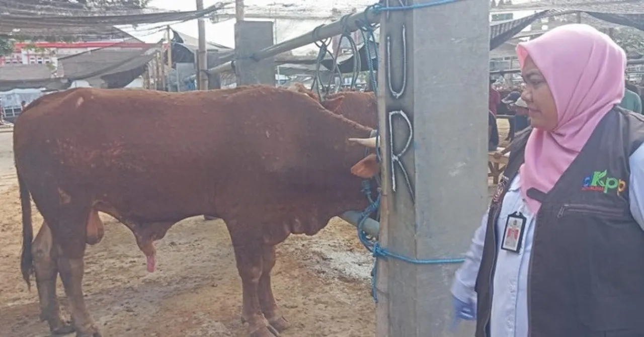 4 Sapi di Pasar Hewan Blitar Terjangkit LSD