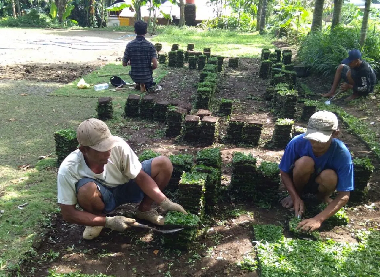 Budidaya Rumput Taman Menggiurkan, Raup Omzet hingga Rp 18 Juta