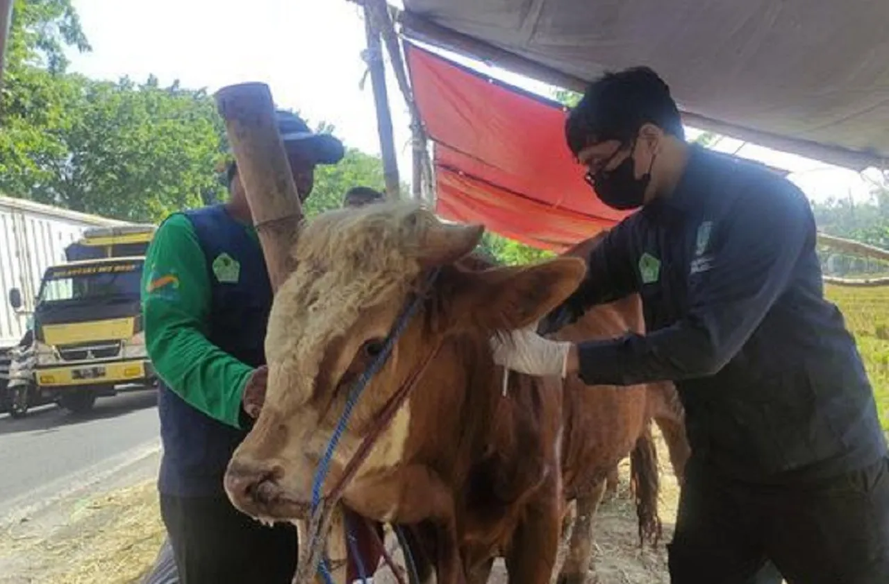 Sidak Hewan Kurban, Dispaperta Sidoarjo Temukan Sapi Bergejala PMK