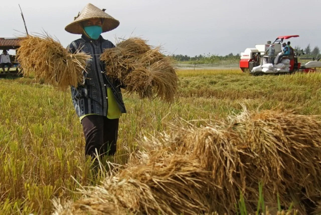Musim Panen, Harga Gabah di Magetan Berangsur Naik Rp7 Ribu/Kg