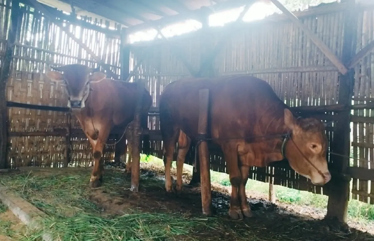 Baca juga : Peternak Sumringah, Harga Sapi Lokal di Sampang Meroket Drastis