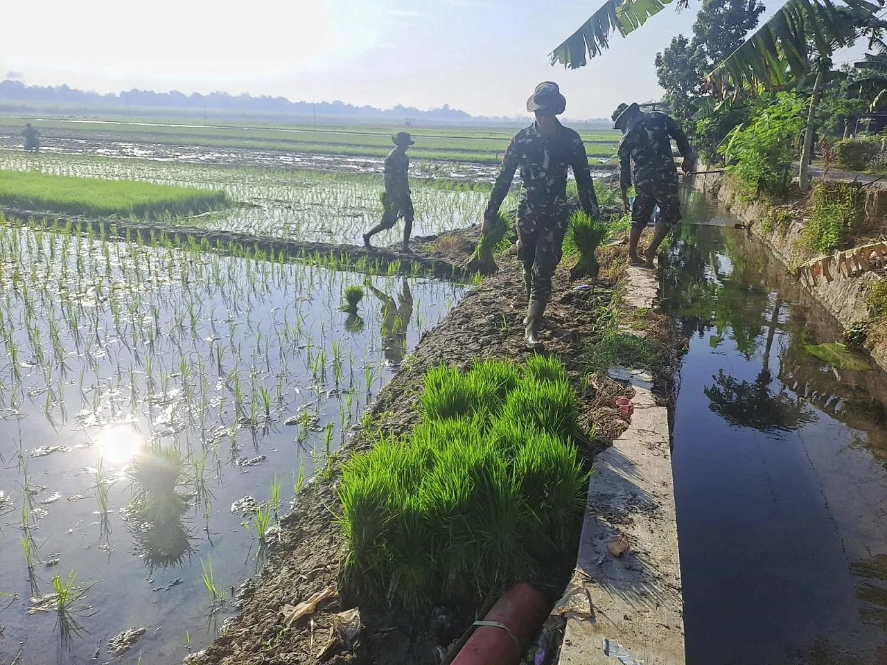 Kekompakan TNI Bersama Petani Tanam Bibit Padi Jaga Ketahanan Pangan Nasional