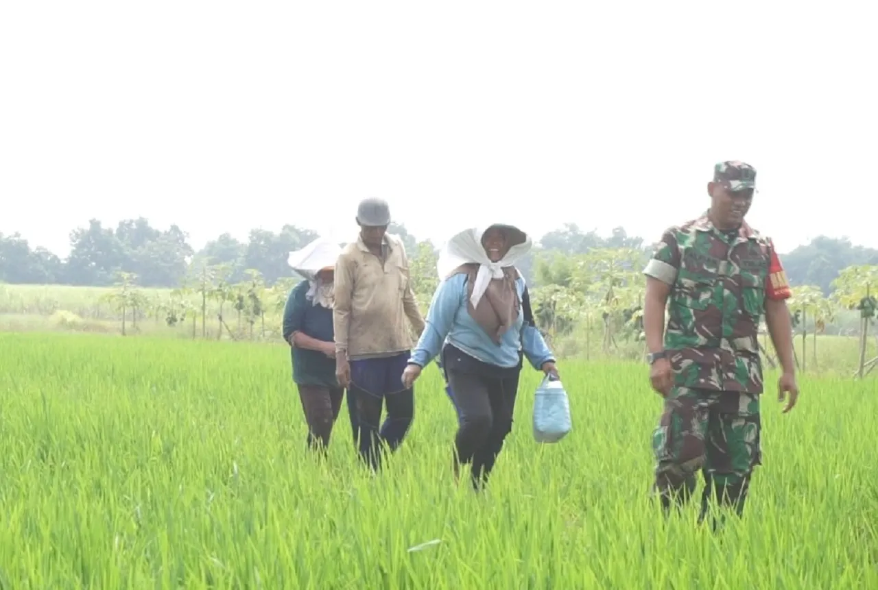Warga Desa Penambangan dan Babinsa Bersinergi Tingkatkan Ketahanan Pangan Hasil TMMD