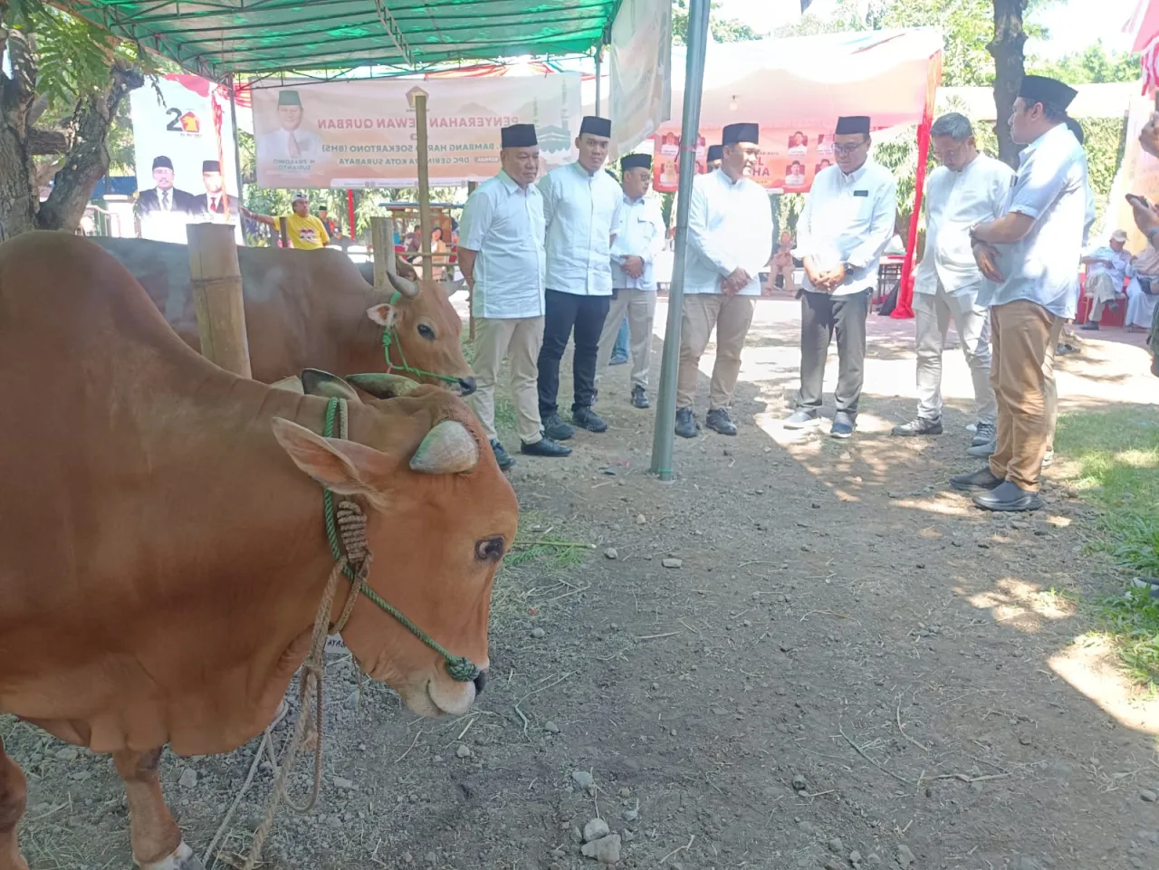 DPC Gerindra Surabaya Sembelih Tujuh Qurban, Sapi Sumbangan Eri Cahyadi dan Bayu Airlangga Terbesar