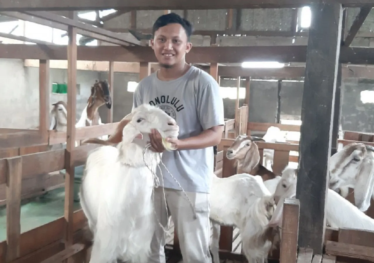 Peternak Kambing di Malang Banjir Orderan, jenis Etawa Banyak Diburu
