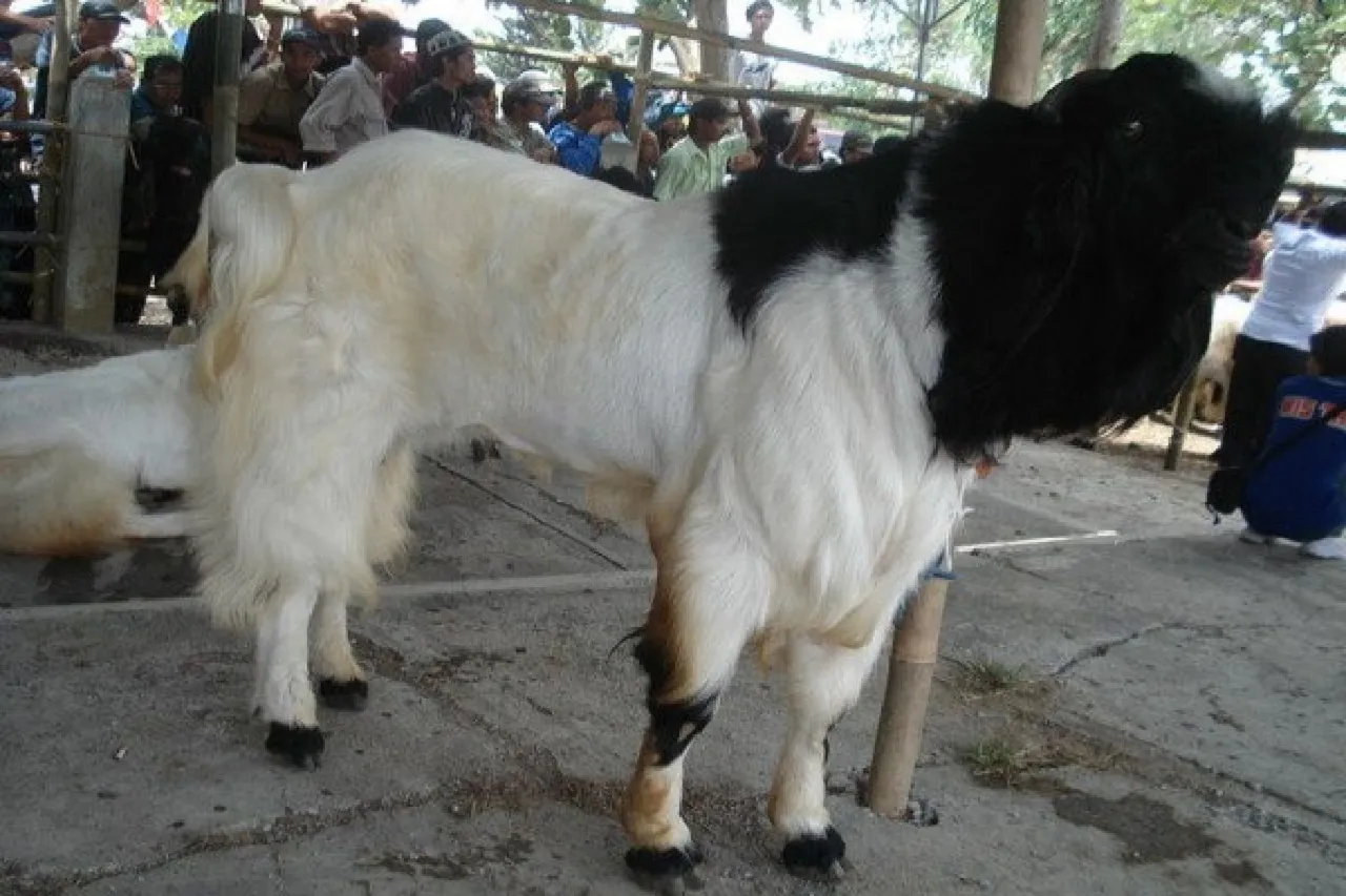 Berkah Idul Adha, Kambing Jantan di Malang Laris Diserbu Pembeli