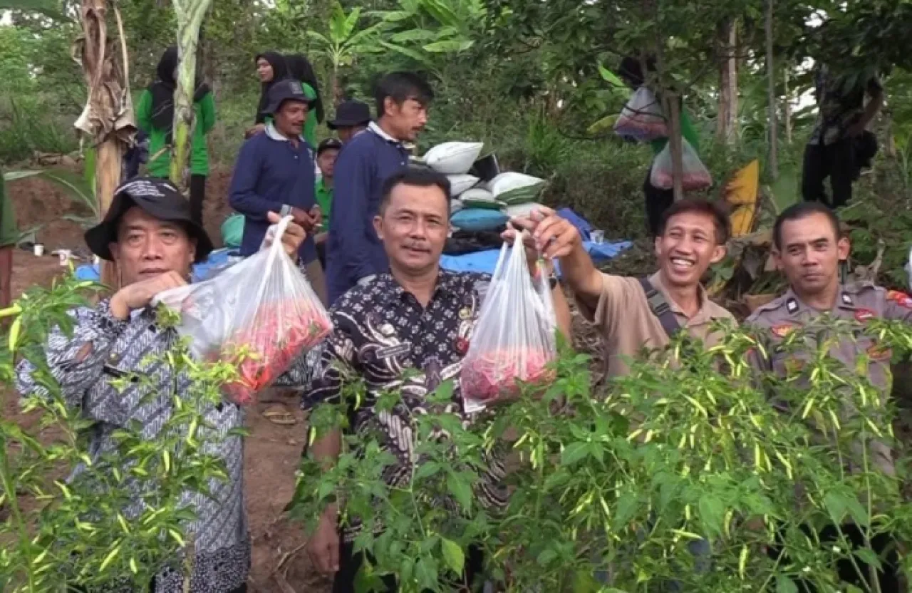 Dukung Kemandirian Pangan, Petani Cabai di Madiun Lakukan Panen Raya