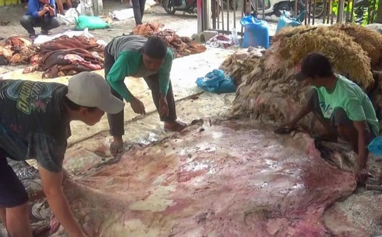 Pengepul Kulit Hewan Kurban di Bojonegoro Raup Cuan Fantastis