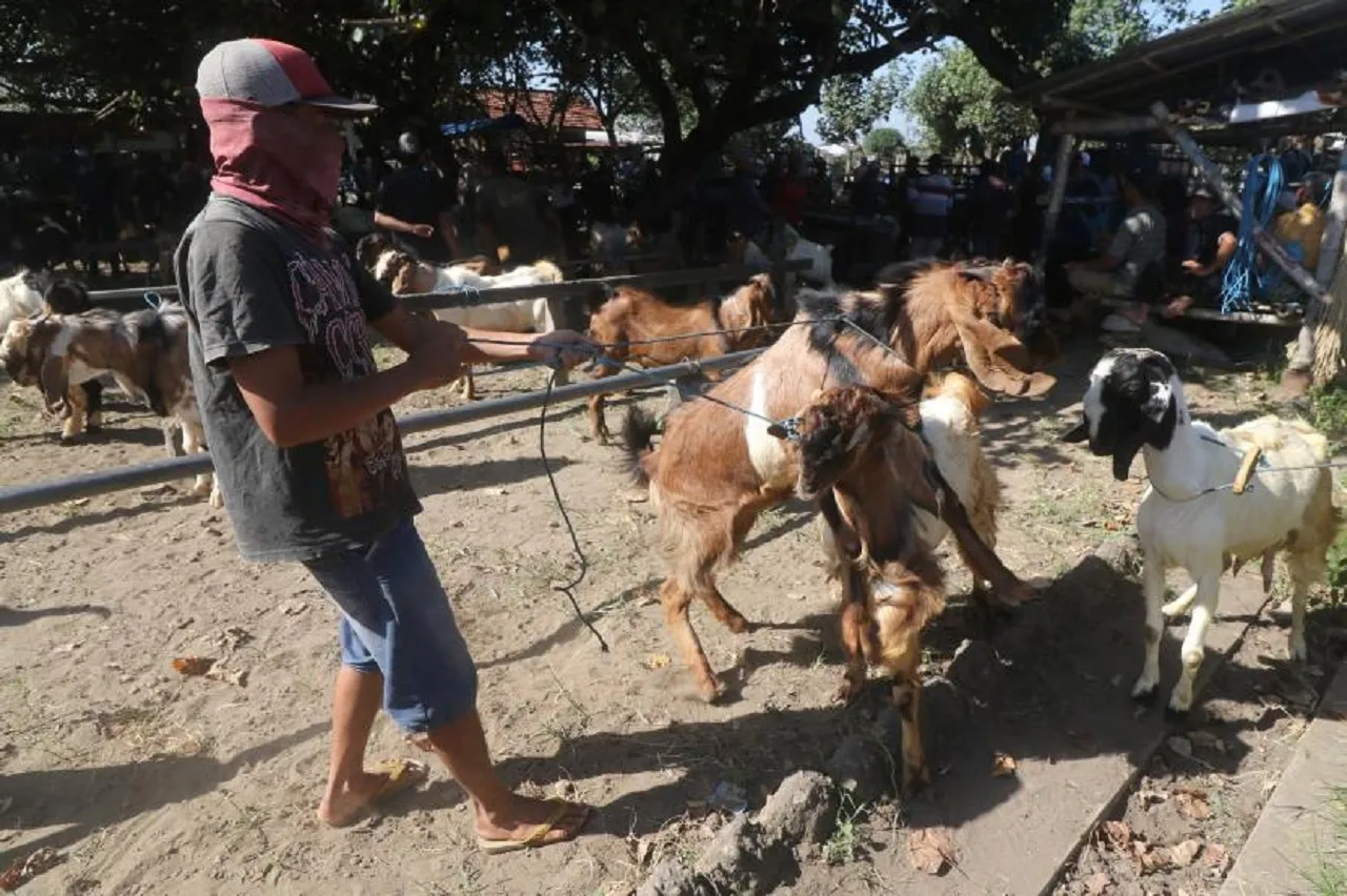 Penjualan Hewan Kurban di Pasar Hewan Muning Meningkat 20%
