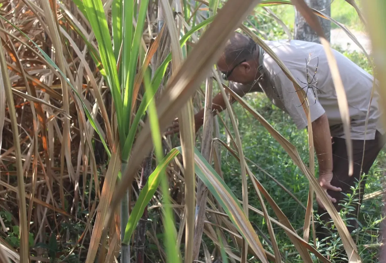 Petani Tebu di Lumajang Merugi, Puluhan Hektar Terjangkit Virus Luka Api