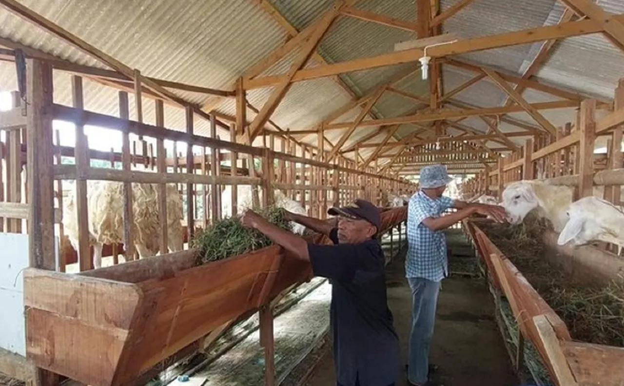 Peternak Domba Modern di Lamongan Raup Cuan Jelang Idul Adha