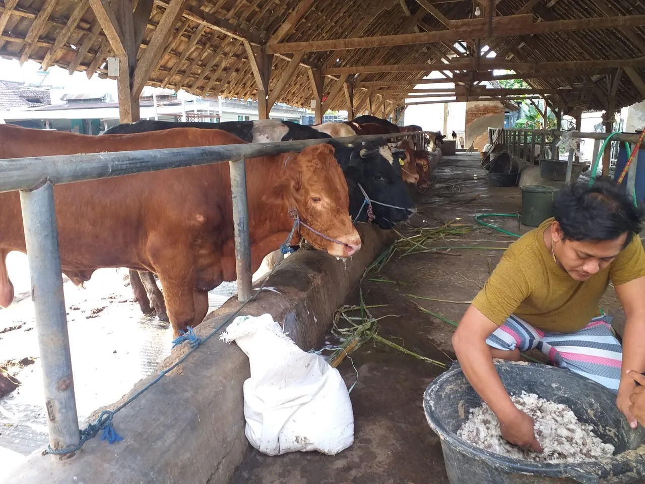 Pedagang Sumringah, Puluhan Ekor Sapi di Jombang Laku Terjual