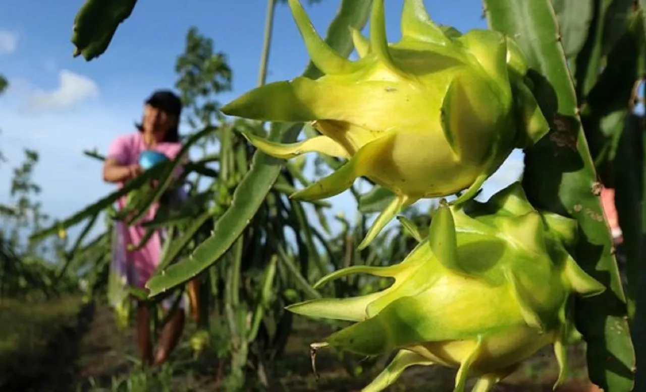Rasanya yang Unik, Buah Naga Kuning di Banyuwangi Banyak Diburu