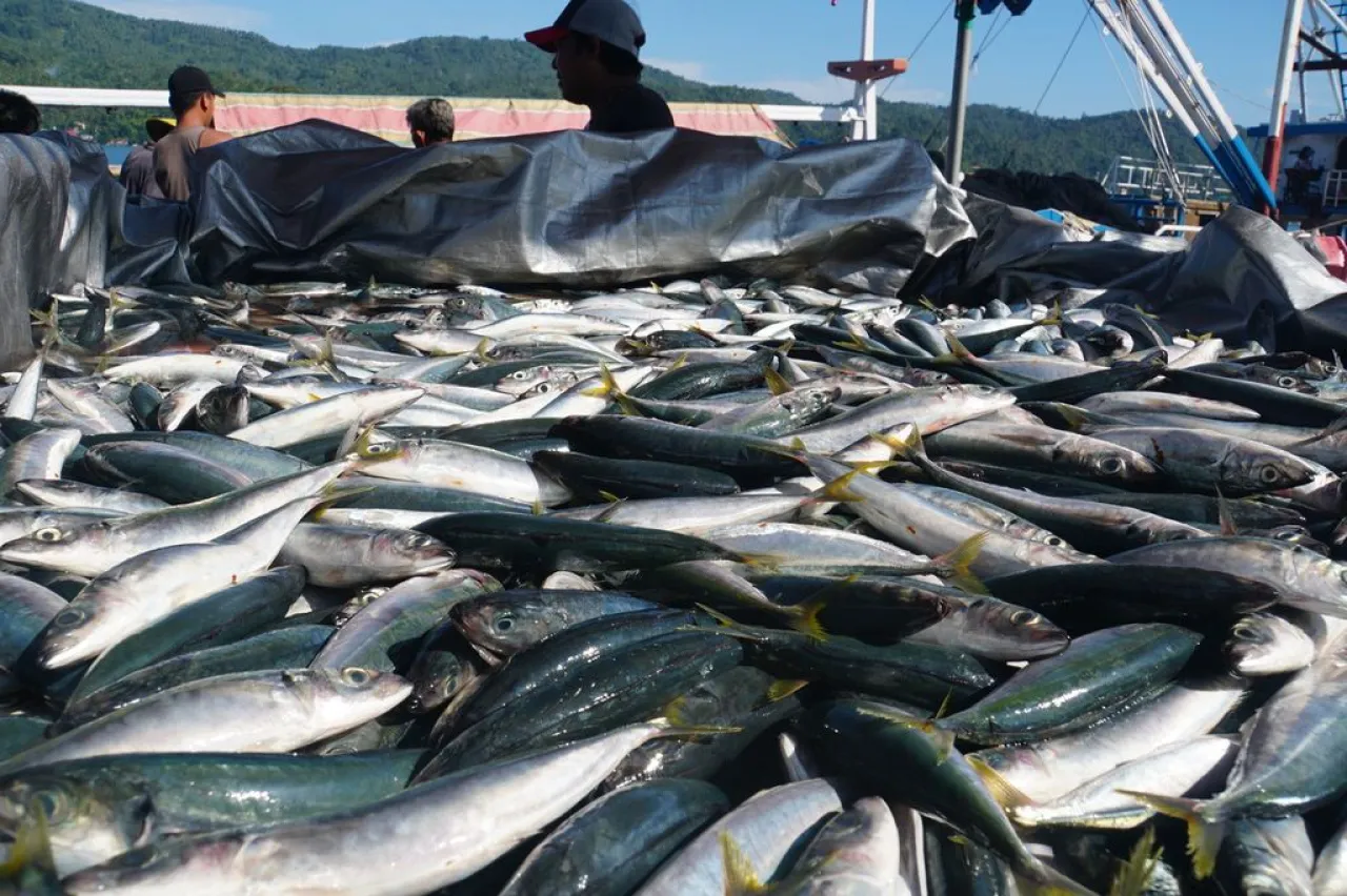 KKP: Indonesia Impor 5 Jenis Ikan dari Negara Lain