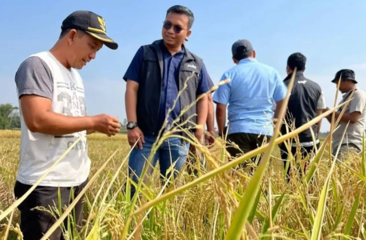 Bulog Serap Gabah Melalui Program Mitra Tani