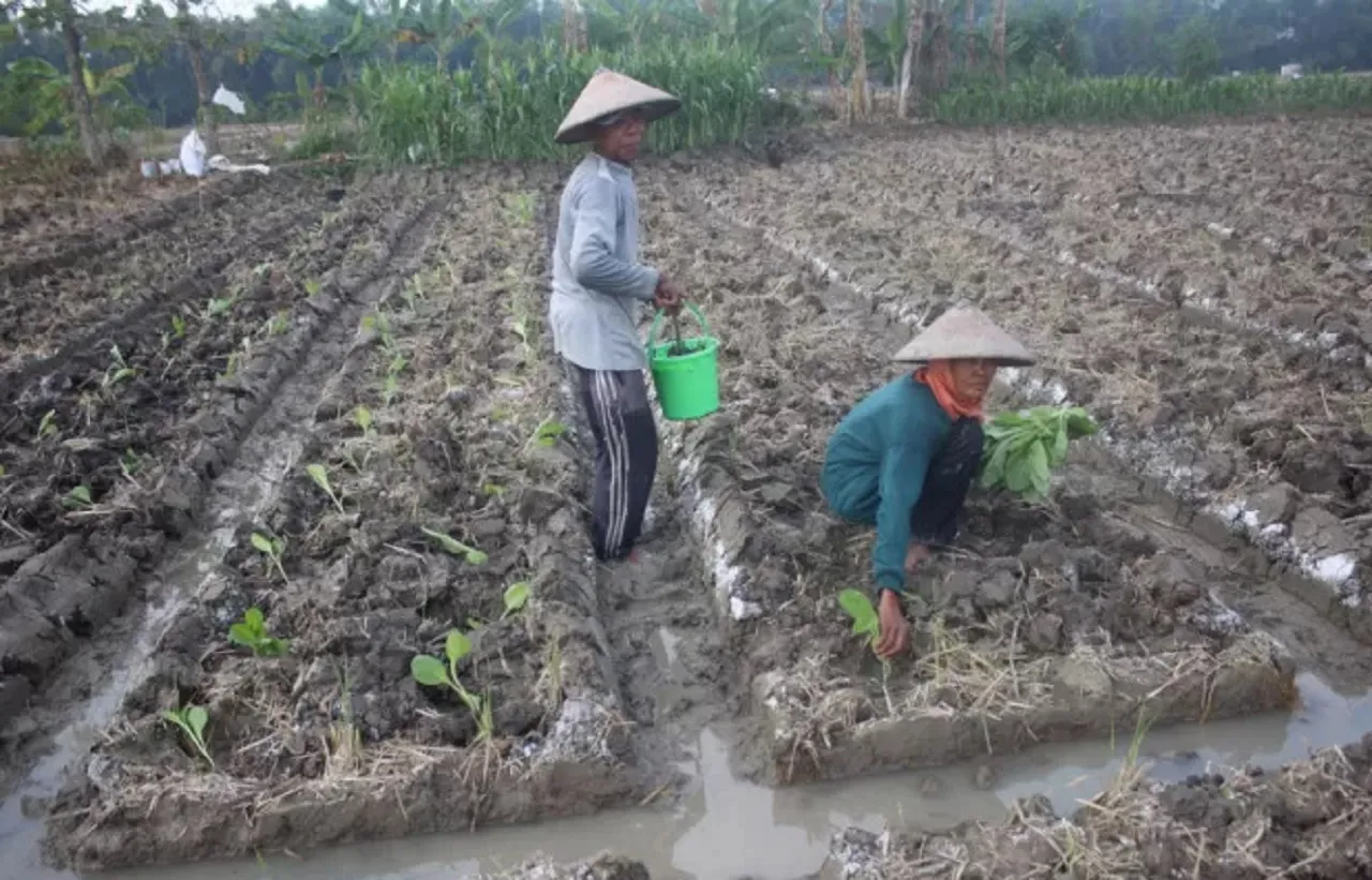 Petani Merugi, Belasan Hektar Tembakau di Jombang Mati Diguyur Hujan Deras