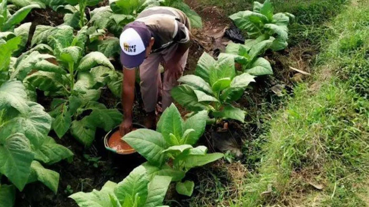 Harga Bibit Tembakau di Pamekasan Naik 2 Kali Lipat