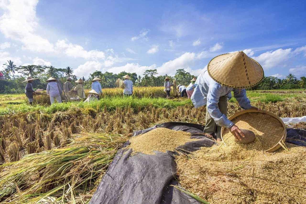 Harga Gabah Basah dan Kering di Nguntoronadi Magetan Alami Kenaikan
