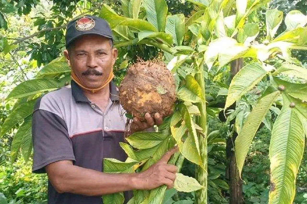 Harga Porang di Madiun Melonjak Rp 12 Ribu per Kg, Petani Sumringah