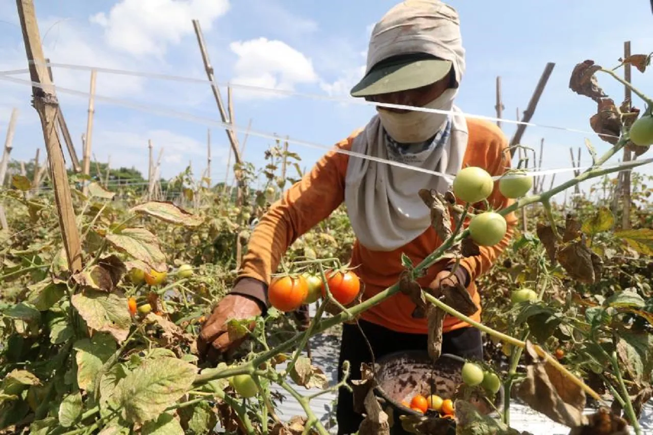 Harga Tomat Anjlok Total, Petani Pilih Bagikan Gratis untuk Pakan Ternak
