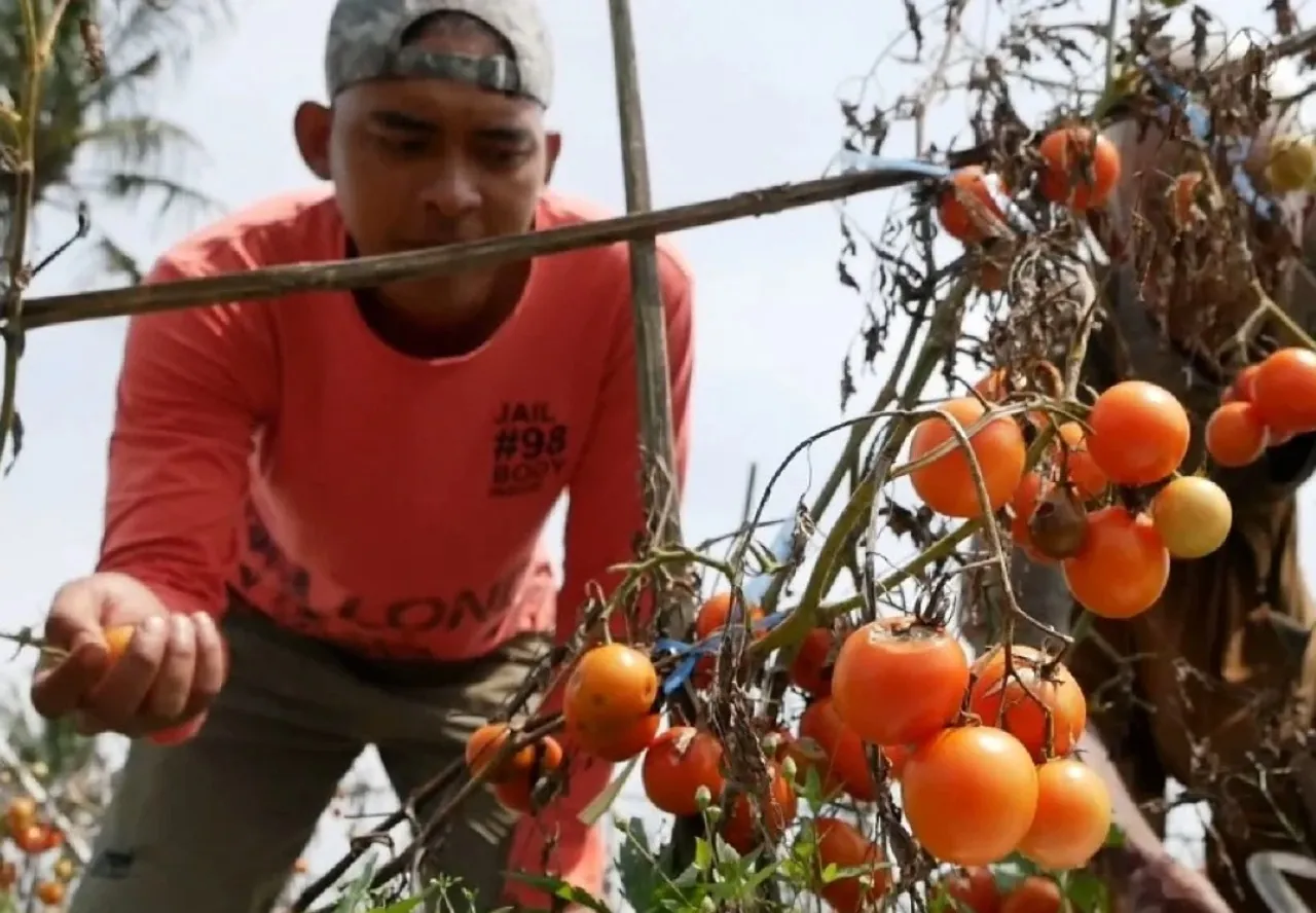 Harga Tomat Terjun Bebas hingga Rp 800 per Kg, Petani Pasrah