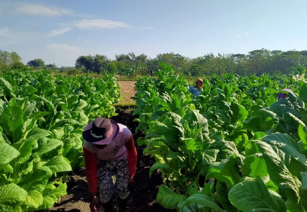 Masuki Musim Kemarau, Petani di Bojonegoro Mulai Tanam Tembakau