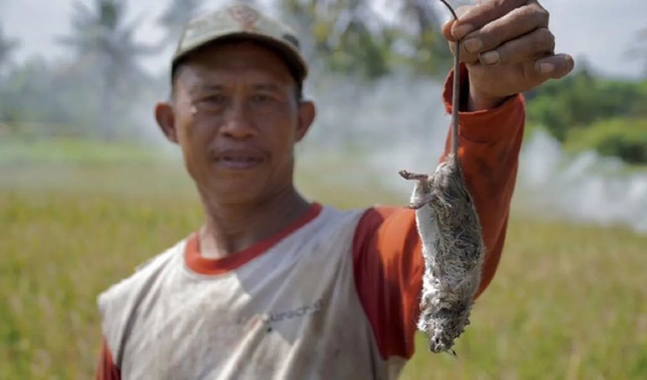 Hama Tikus Merajalela, Petani Jagung dan Padi di Lumajang Terancam Gagal Panen